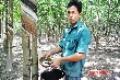 Mong được gắn bó với cây cao su
